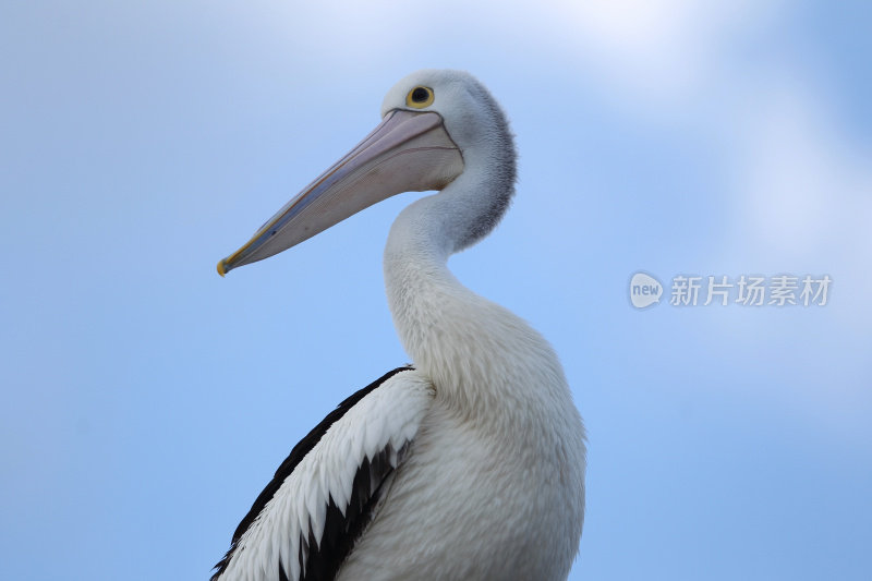 鹈鹕(Pelecanus conspicillatus)